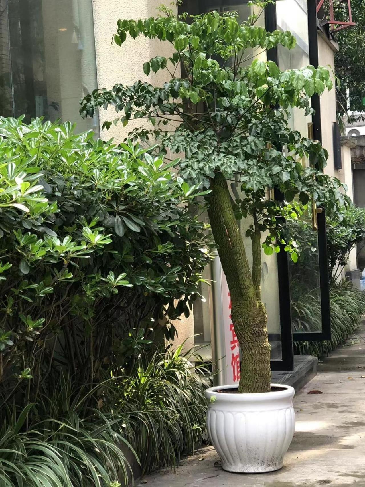 Chengdu Sichuan University Budget Hotel Exterior foto